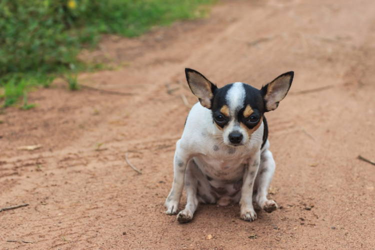 Why is My Dog Scooting How to Help Your Dog s Itchy Butt. Vetnique Labs